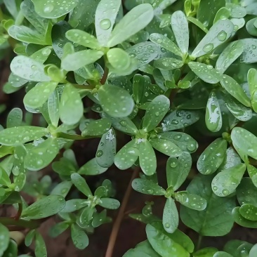野生马茵齿，蒸煮炝拌都美味，需要的老板找我