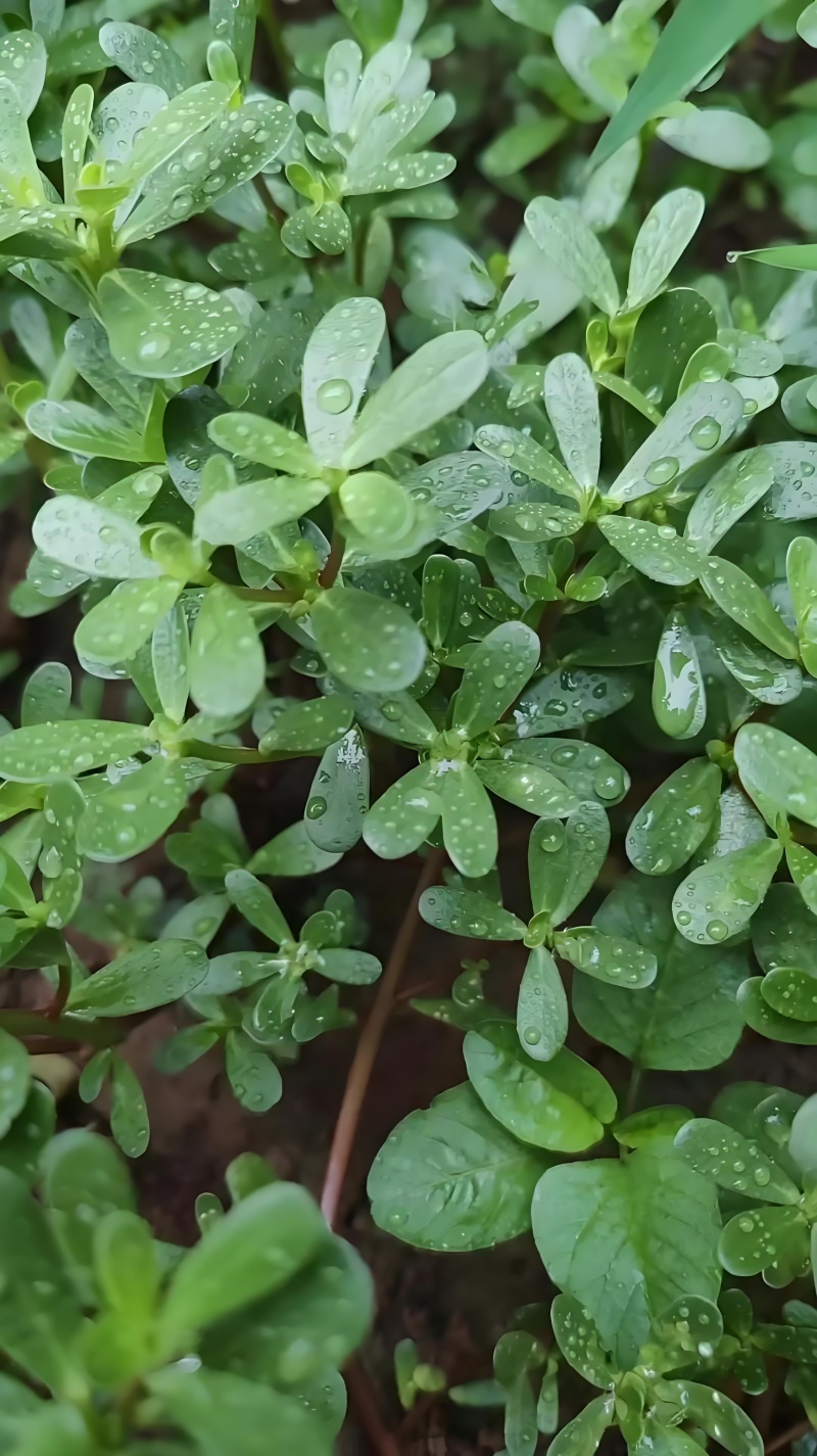 野生马茵齿，蒸煮炝拌都美味，需要的老板找我