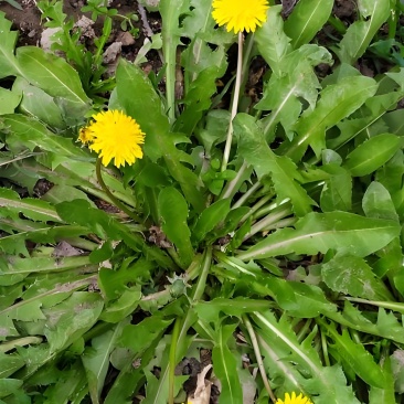 野生蒲公英，能药膳能当蔬菜，功效很多，需要的老板联系我