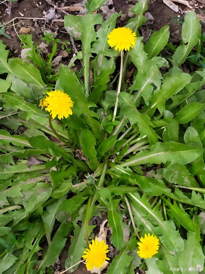 野生蒲公英，能药膳能当蔬菜，功效很多，需要的老板联系我