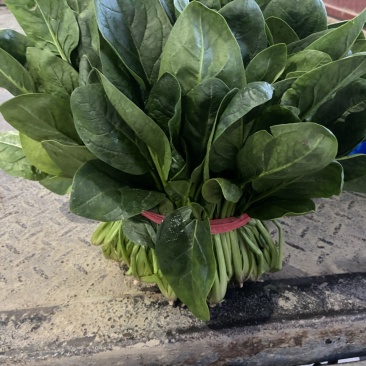 大叶菠菜