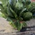 大叶菠菜
