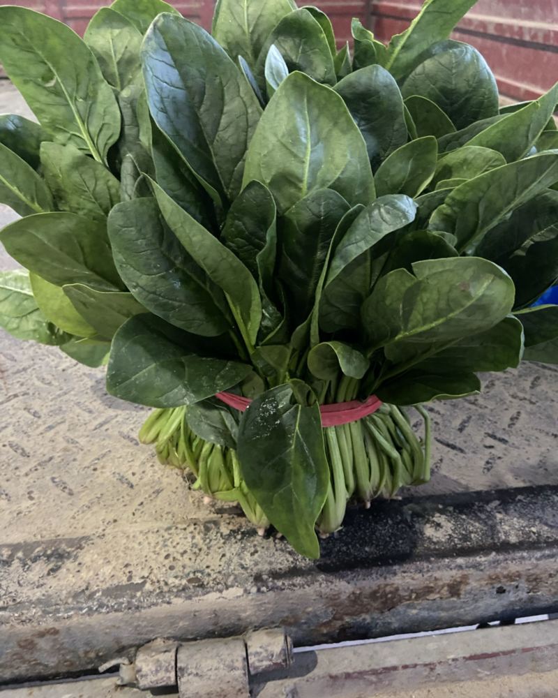 大叶菠菜