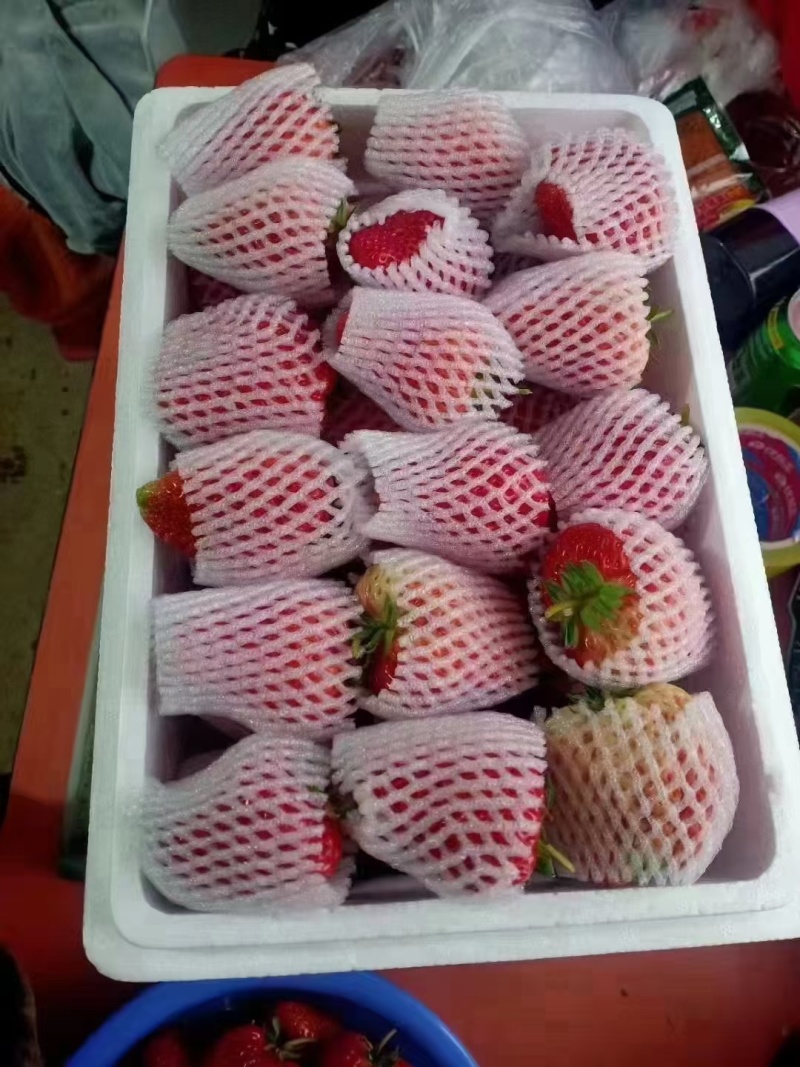 辽宁草莓