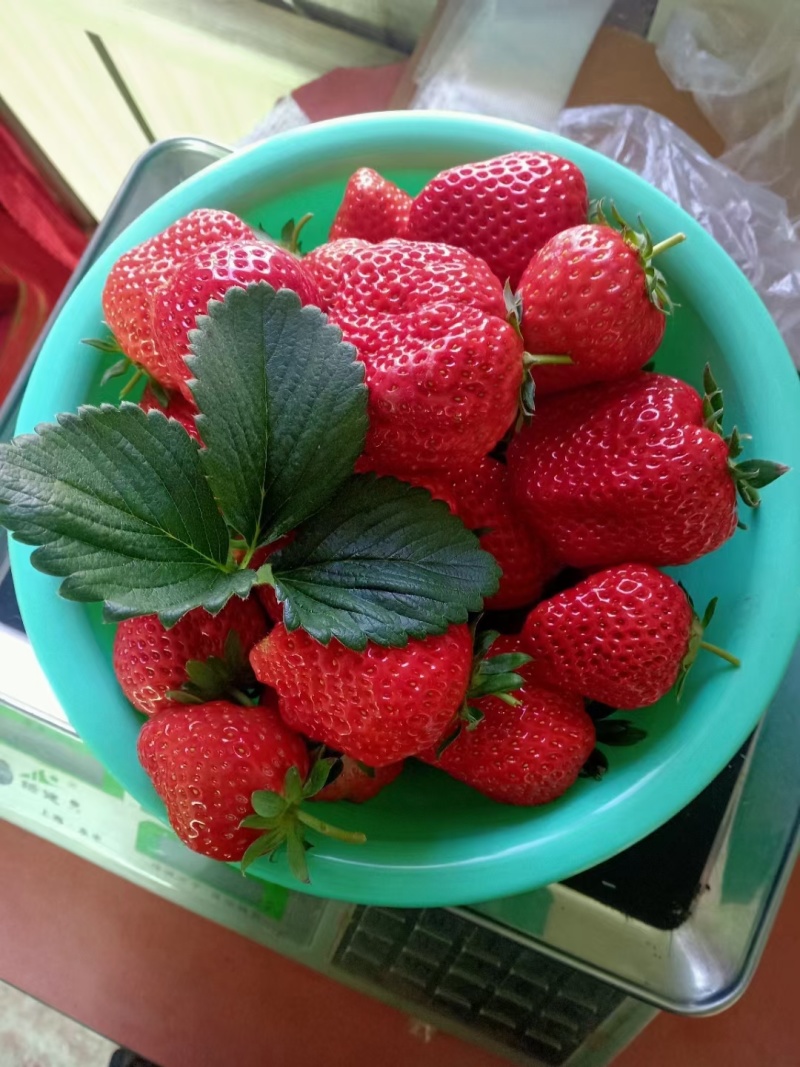 辽宁草莓