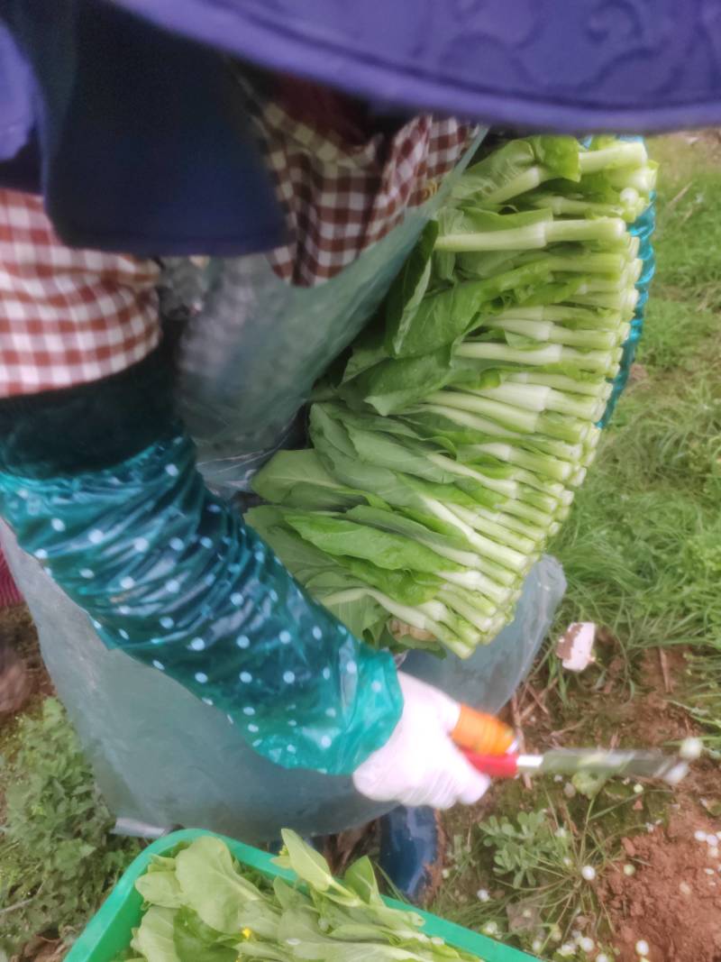 菜苔