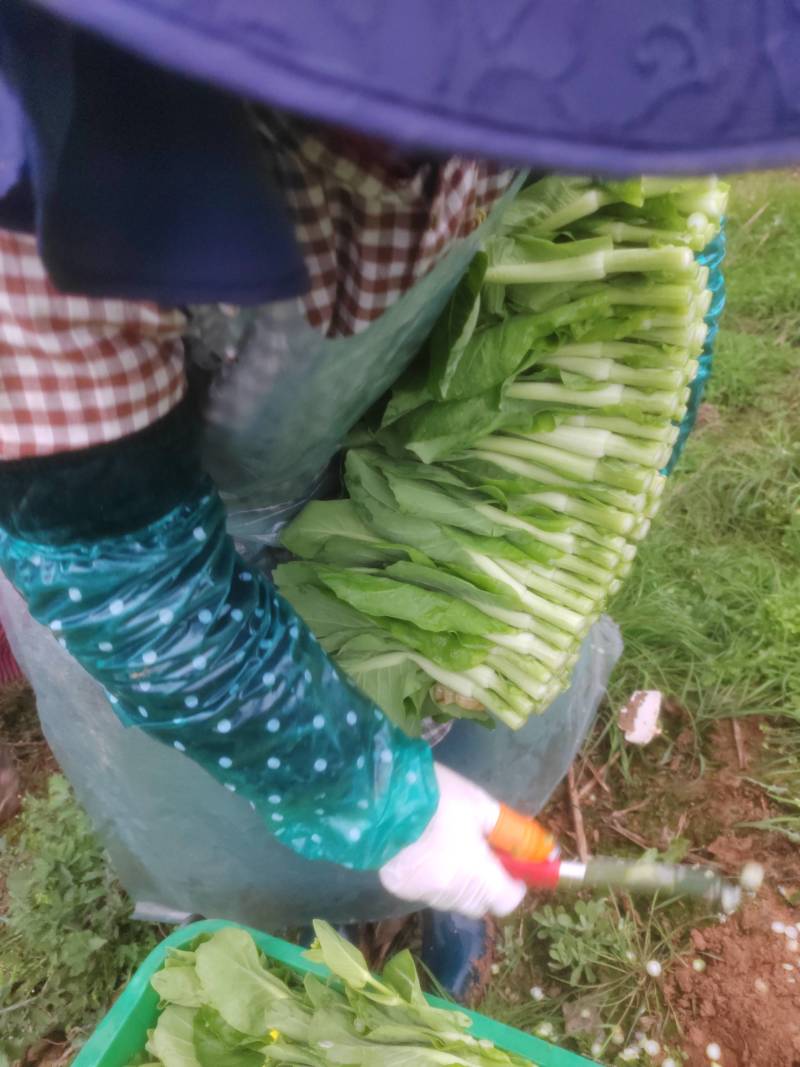 菜苔