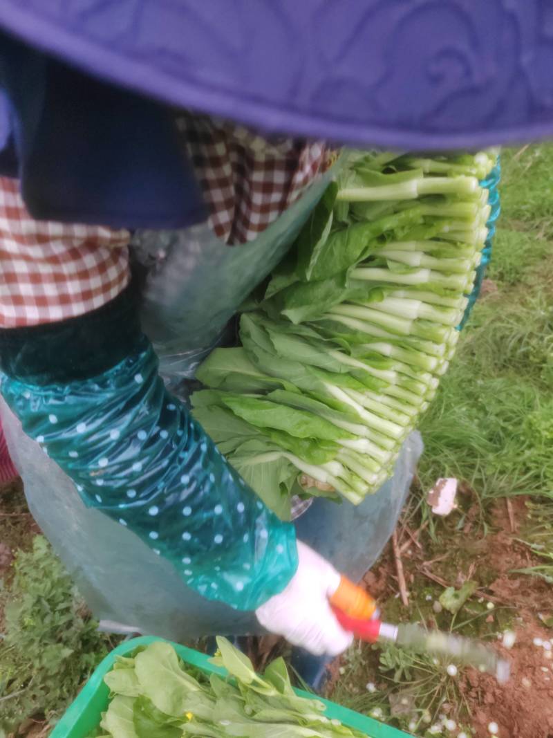 菜苔