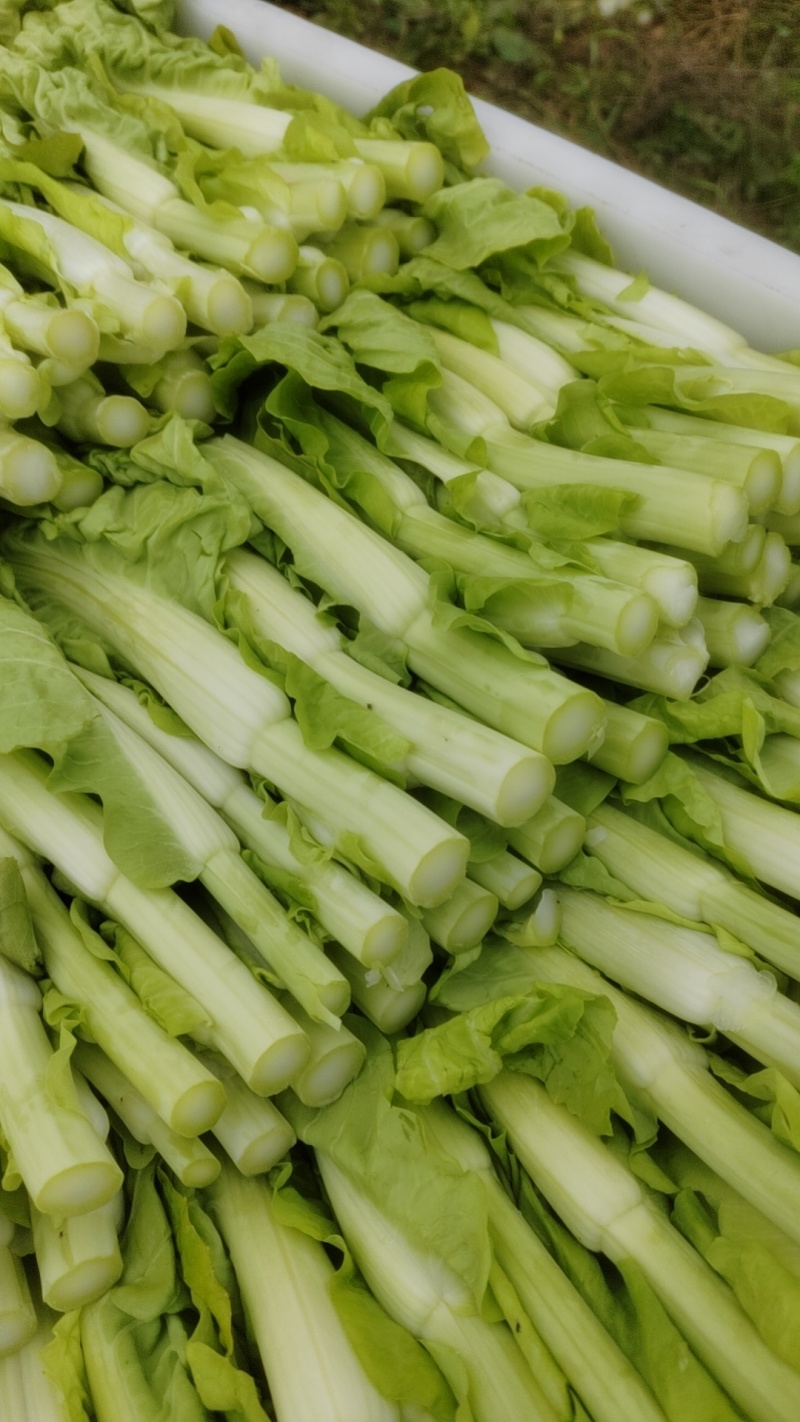 菜苔