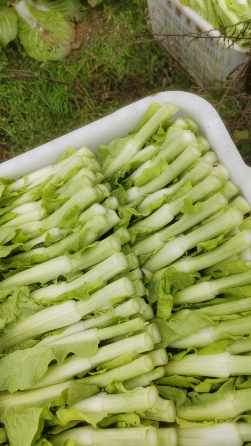 菜苔