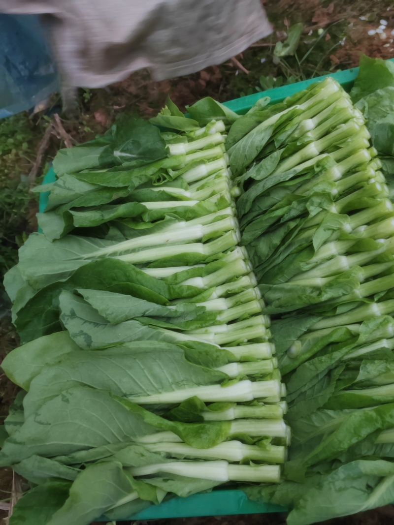 菜苔