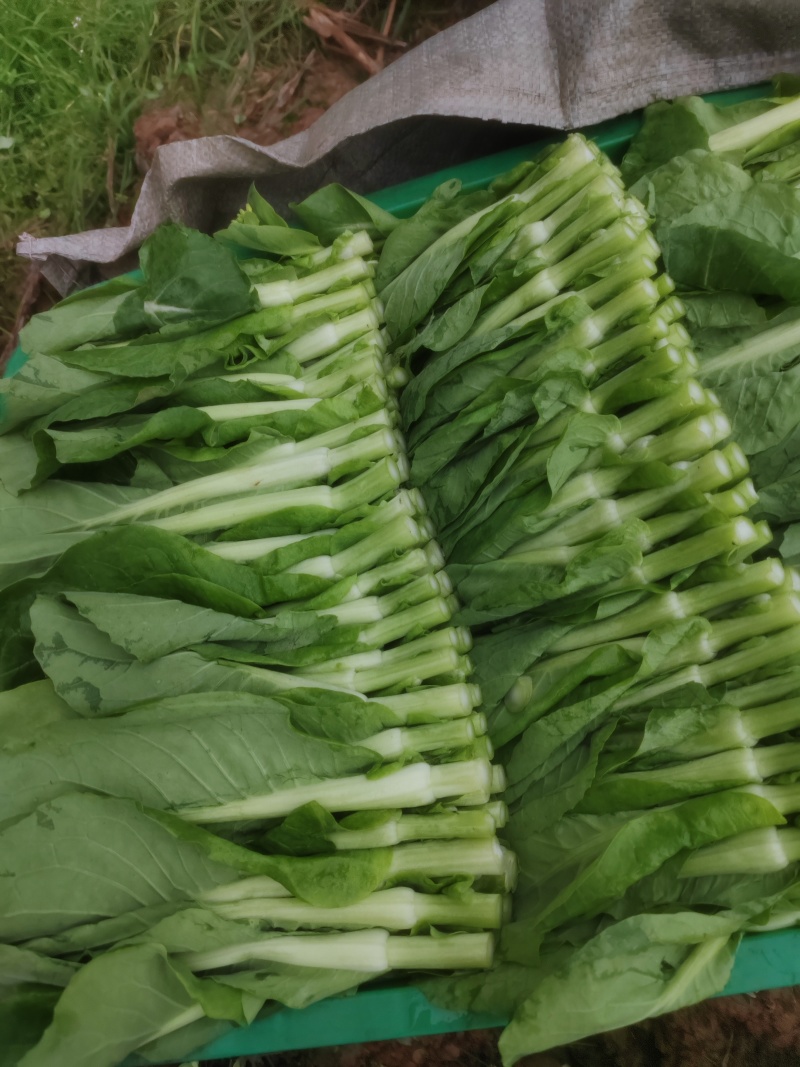 菜苔