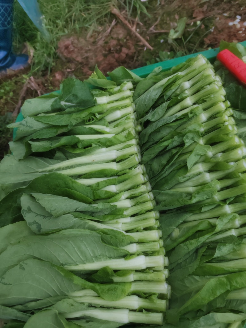 菜苔