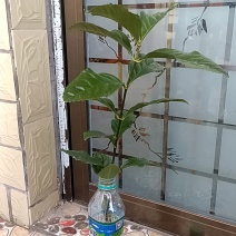 草珊瑚