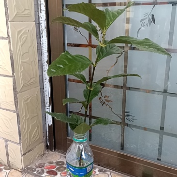 草珊瑚