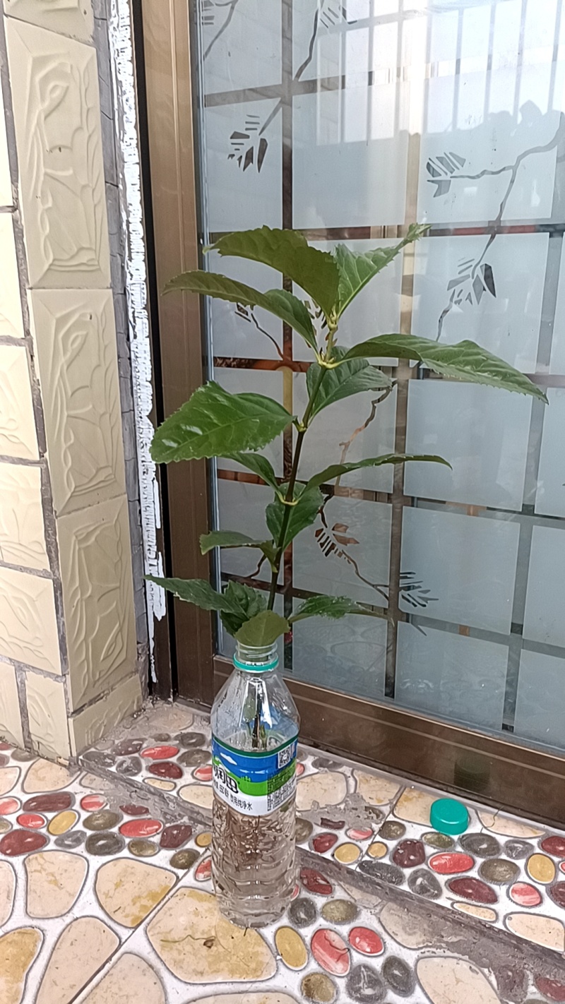 草珊瑚