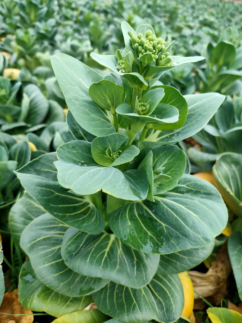 苏州菜芯