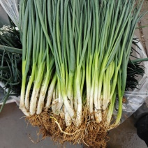 精品小香葱，市场硬通货