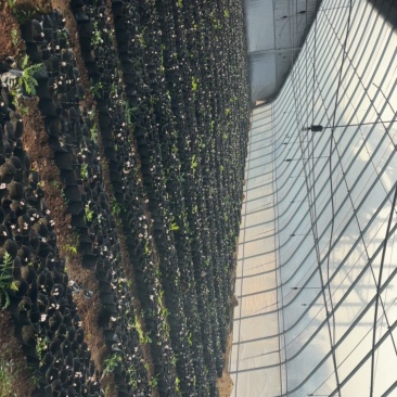 中桃抗砧一号抗重茬抗寒抗根瘤