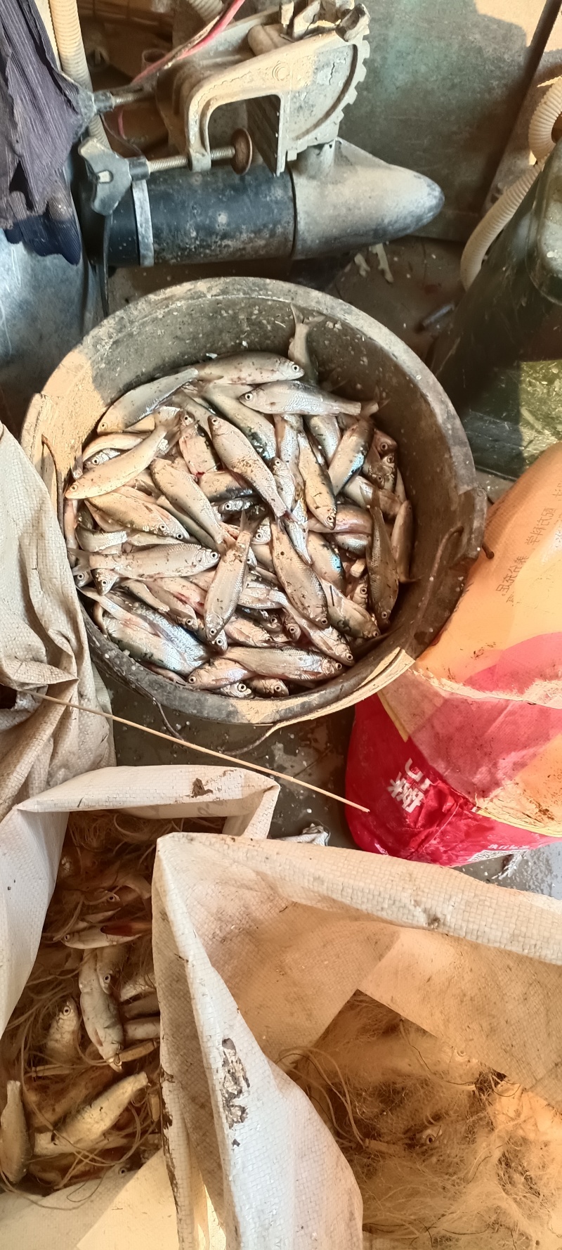 小链鱼