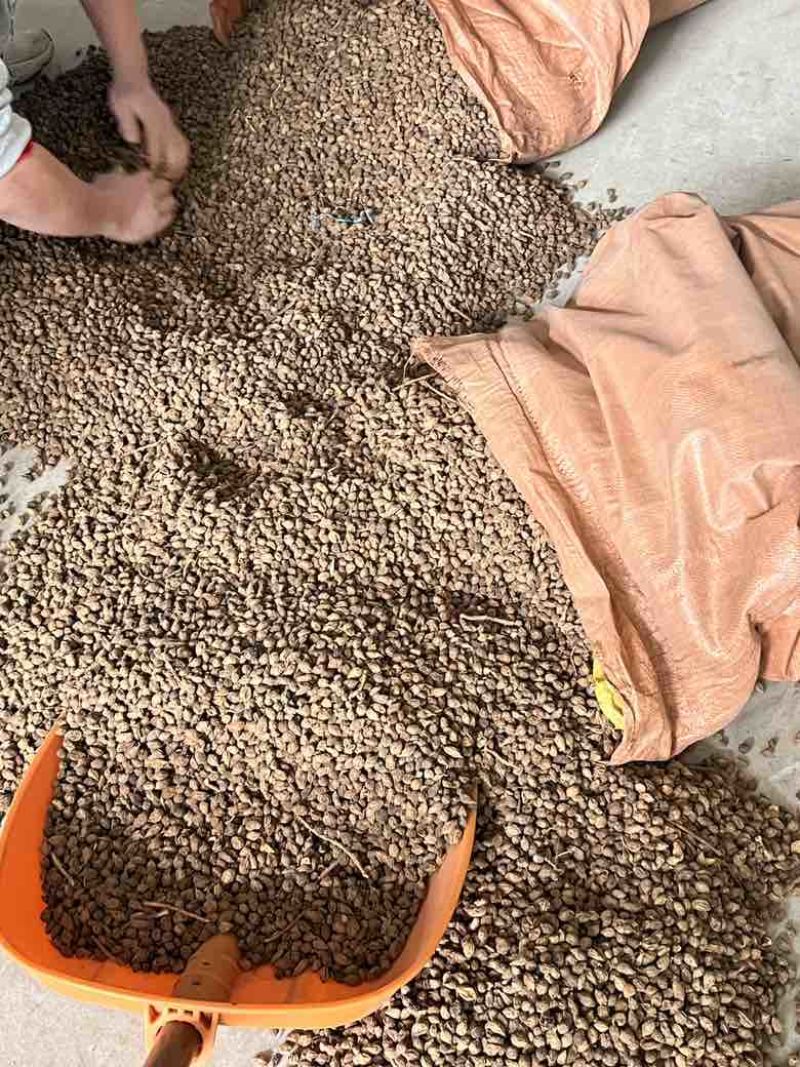 批发海南益智仁无硫磺好货***********一件100斤
