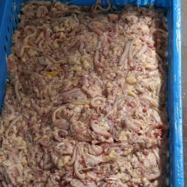 碎肉肉食饲料