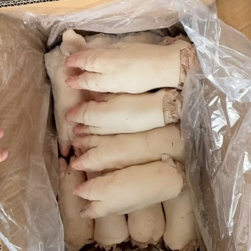 猪蹄母猪11_14个