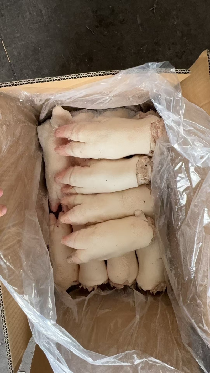 猪蹄母猪11_14个