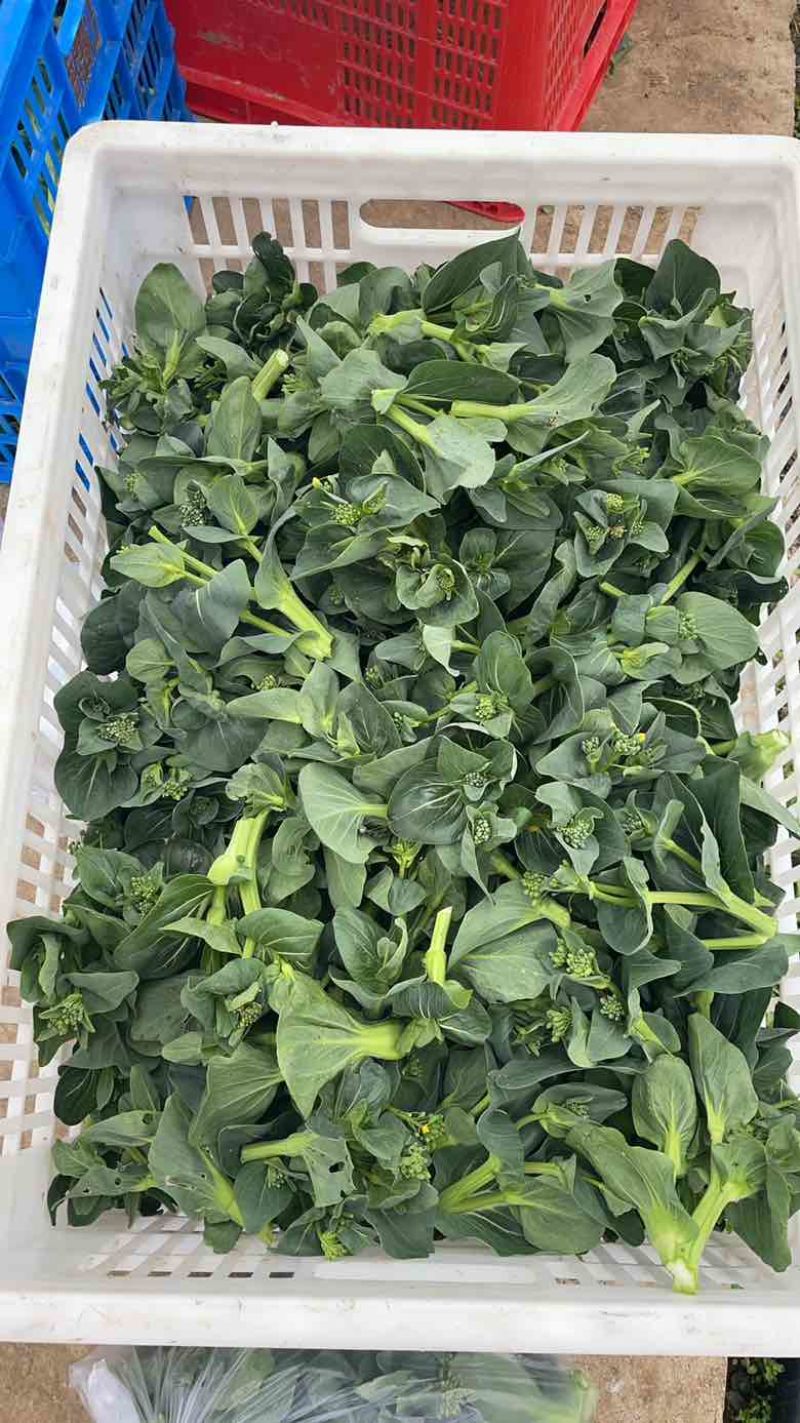苏州矮脚青菜苔