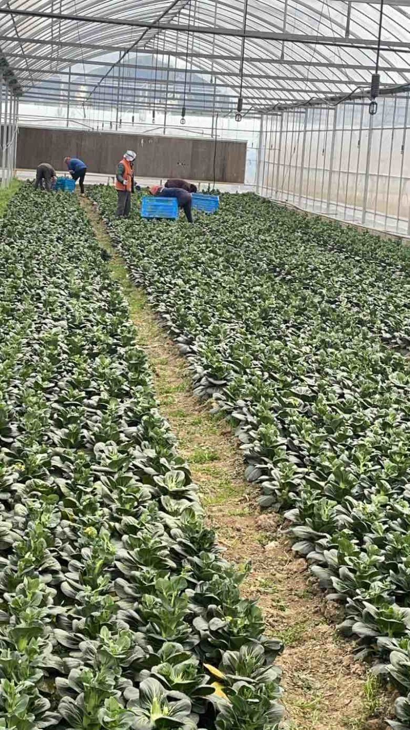 苏州矮脚青菜苔