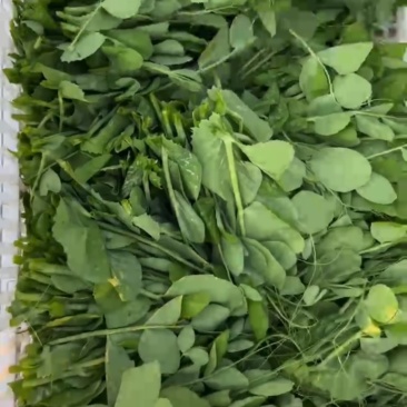 碗豆尖新鲜采摘