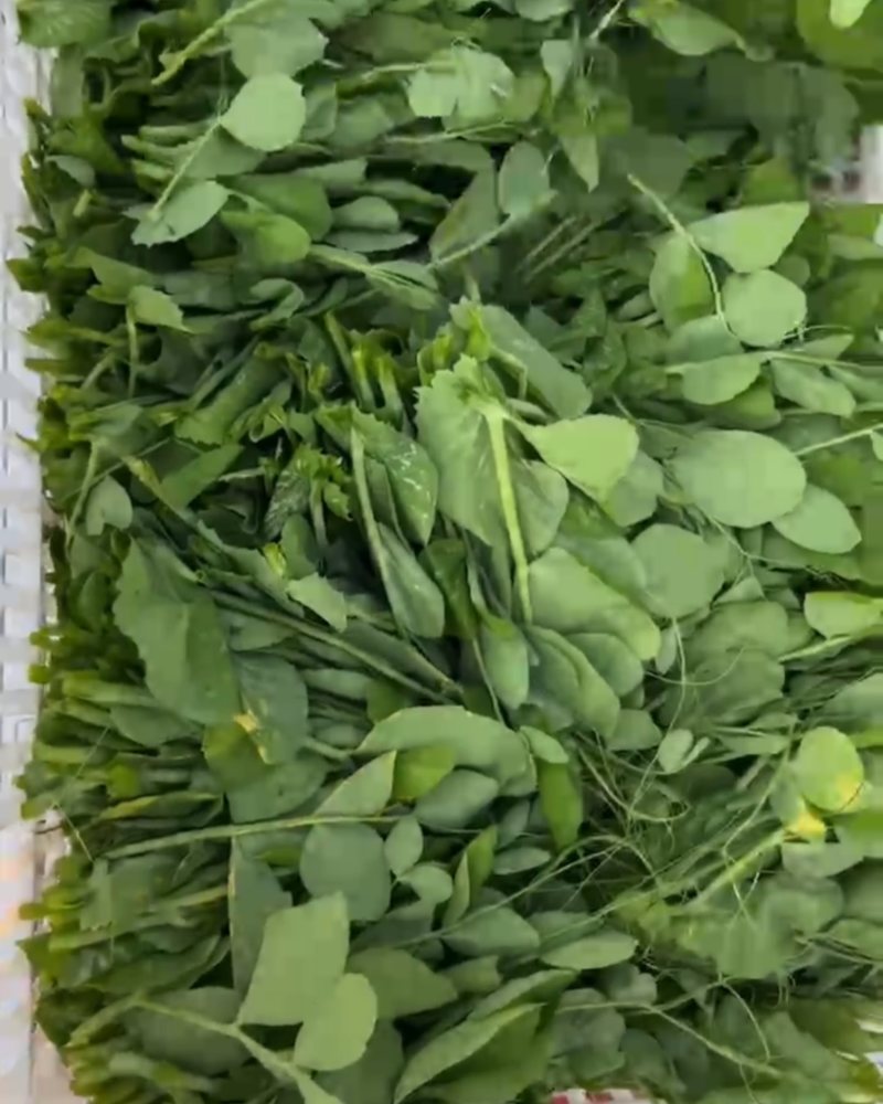 碗豆尖新鲜采摘