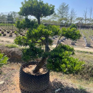 罗汉松各种规格，大量低价出售