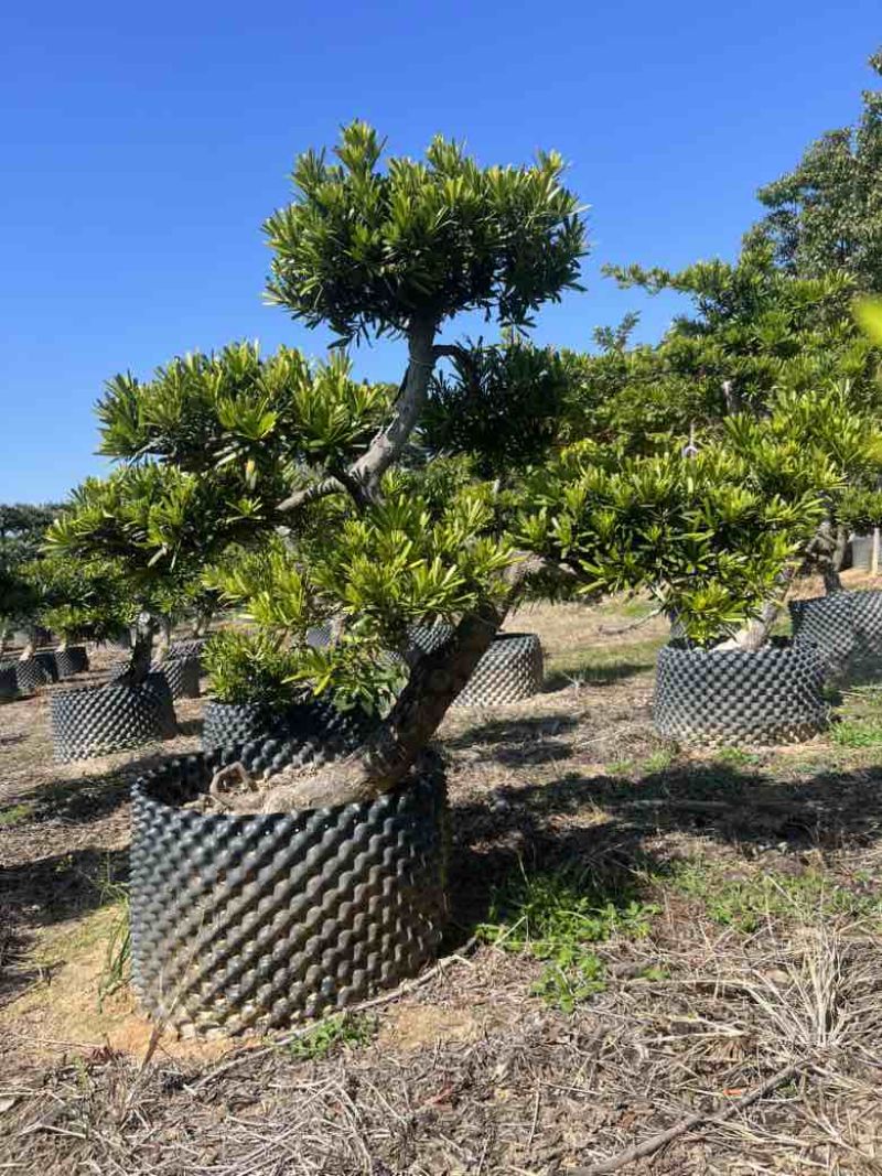 罗汉松各种规格，大量低价出售