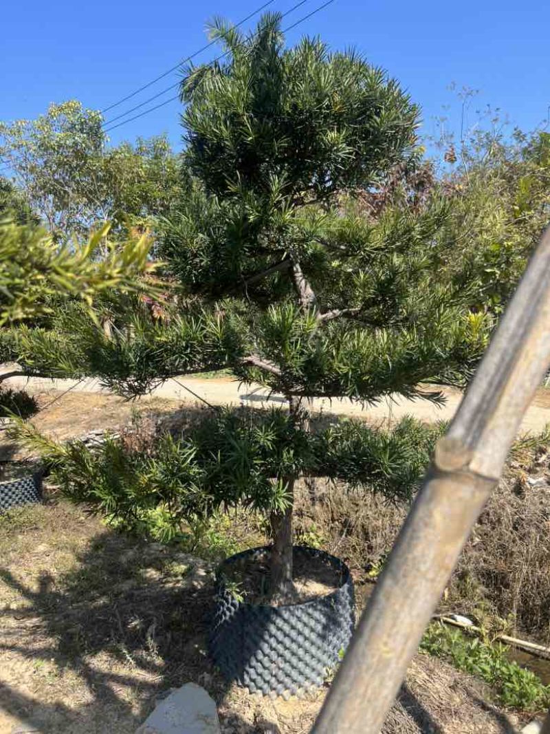 罗汉松各种规格，大量低价出售