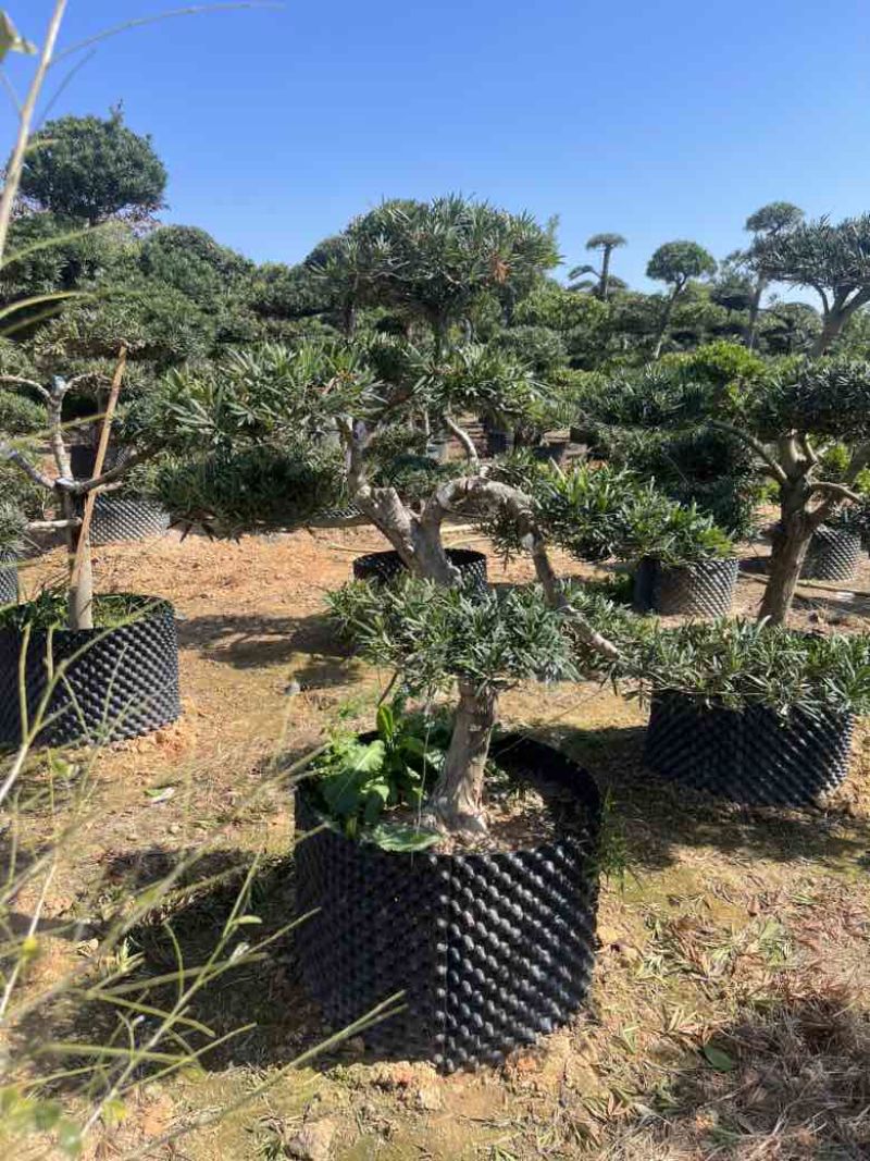 罗汉松各种规格，大量低价出售