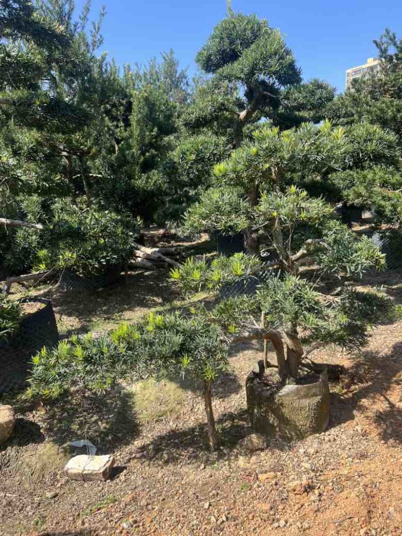罗汉松各种规格，大量低价出售