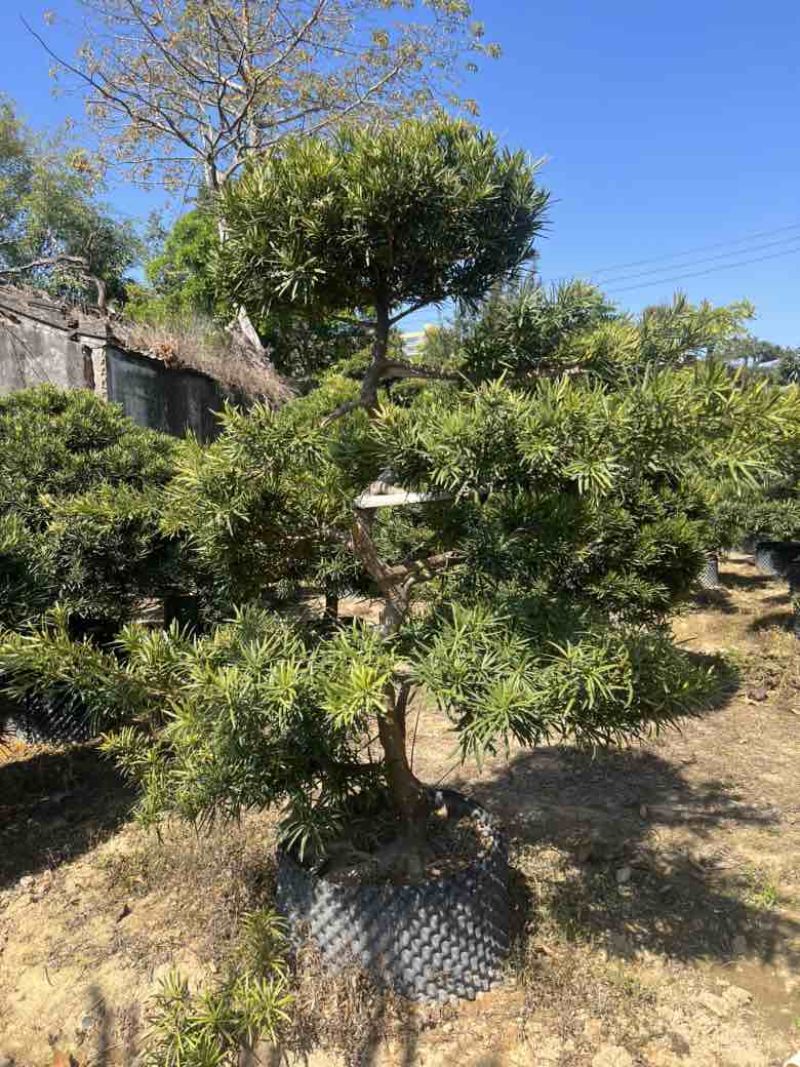 罗汉松各种规格，大量低价出售