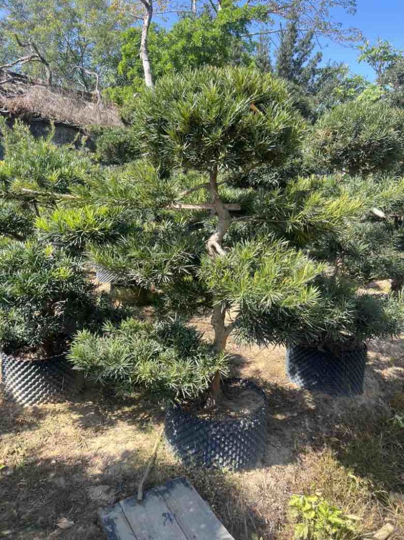 罗汉松各种规格，大量低价出售