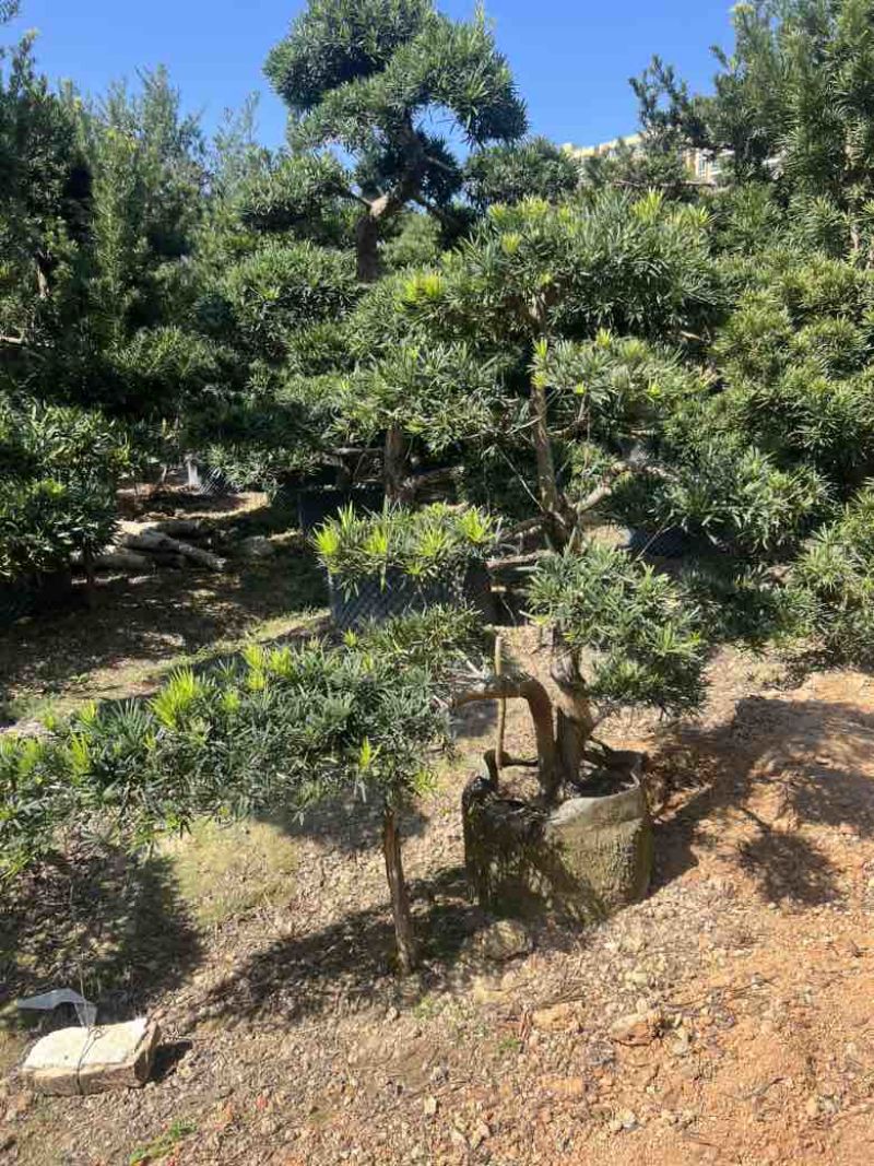 罗汉松各种规格，大量低价出售