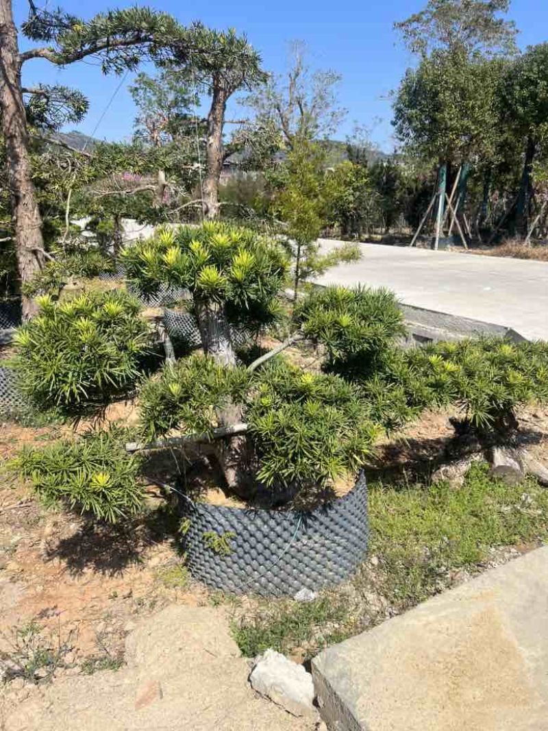 罗汉松各种规格，大量低价出售
