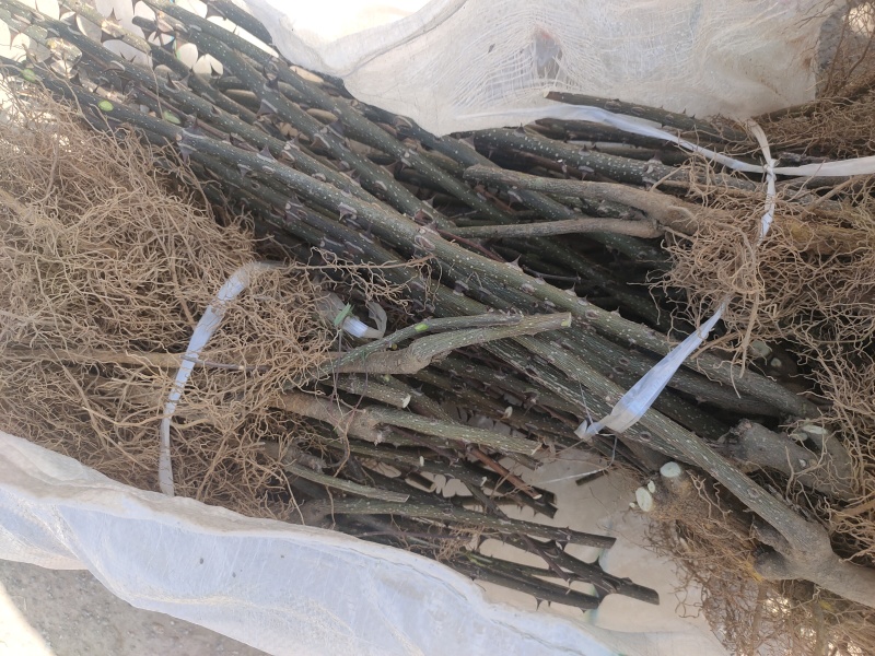 花椒苗，无刺花椒苗，5公分花椒苗价格！