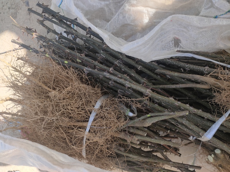 花椒苗，无刺花椒苗，5公分花椒苗价格！