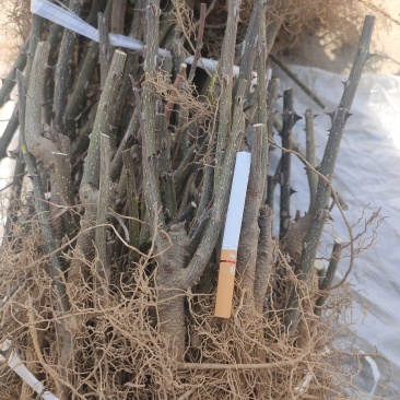 花椒苗，无刺花椒苗，5公分花椒苗价格！