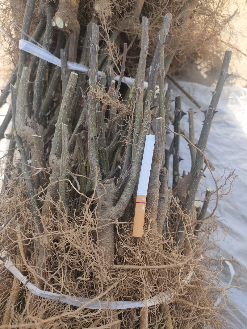 花椒苗，无刺花椒苗，5公分花椒苗价格！