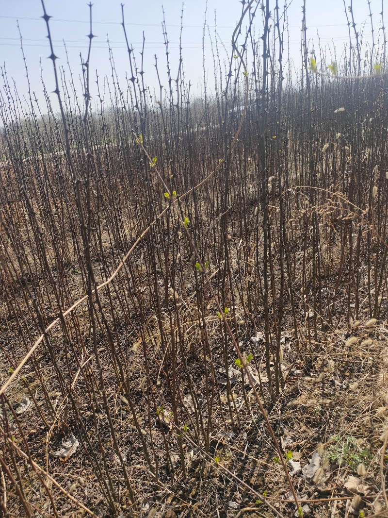 花椒苗，无刺花椒苗，5公分花椒苗价格！
