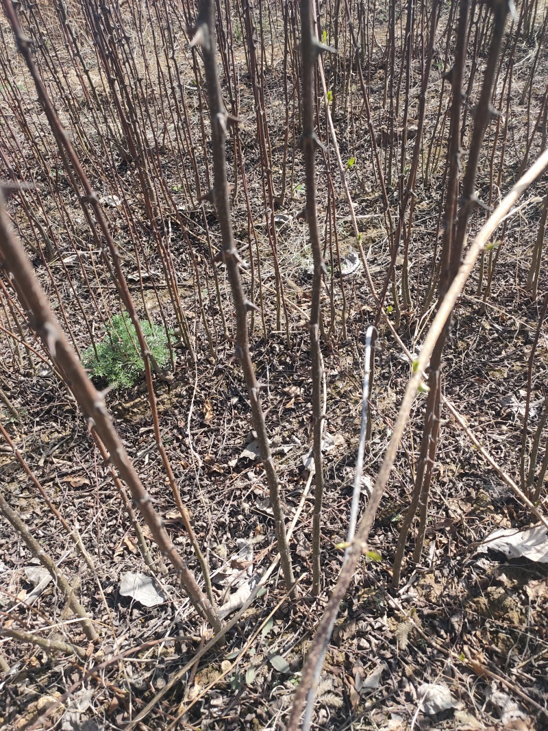 花椒苗，无刺花椒苗，5公分花椒苗价格！