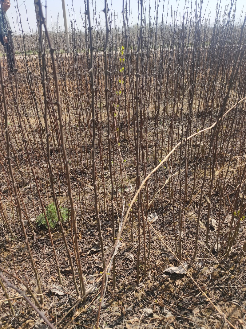 花椒苗，无刺花椒苗，5公分花椒苗价格！