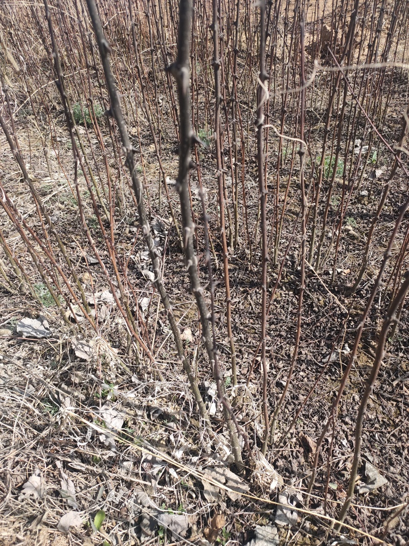 花椒苗，无刺花椒苗，5公分花椒苗价格！