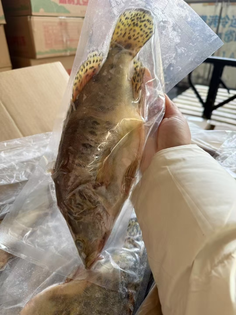 三去鳜鱼酒店宴席餐桌**食材全规格有货